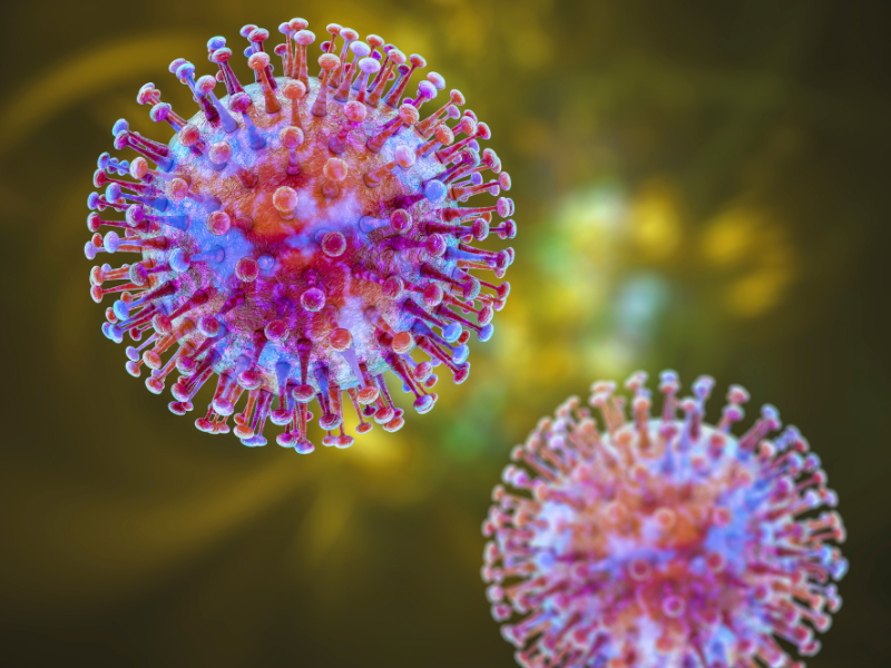 Les autorités françaises doivent-elles craindre une épidémie de Hantavirus?