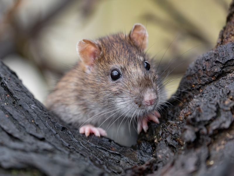 Quels rongeurs transmettent le hantavirus en France ?