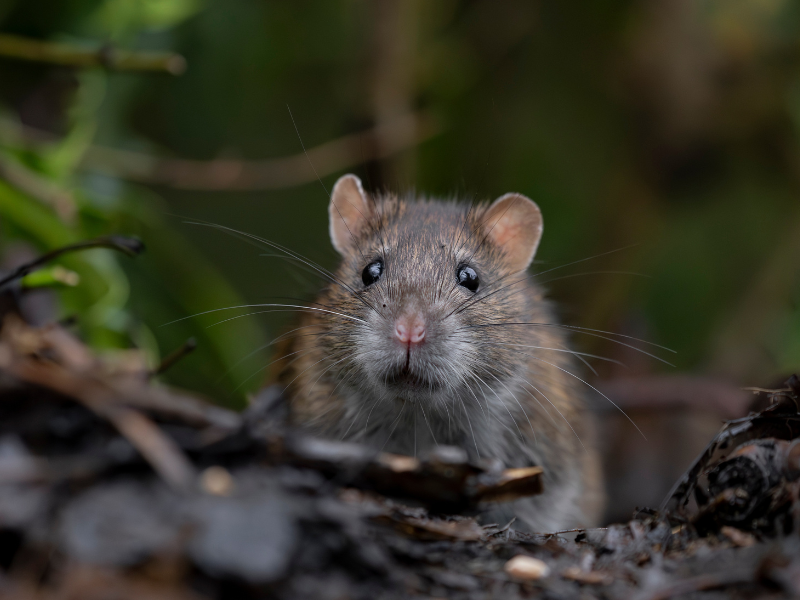 Qu’est-ce que le syndrome hantavirus ?