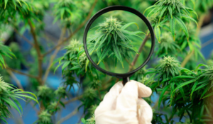 Légalisation du cannabis : quels enjeux ?