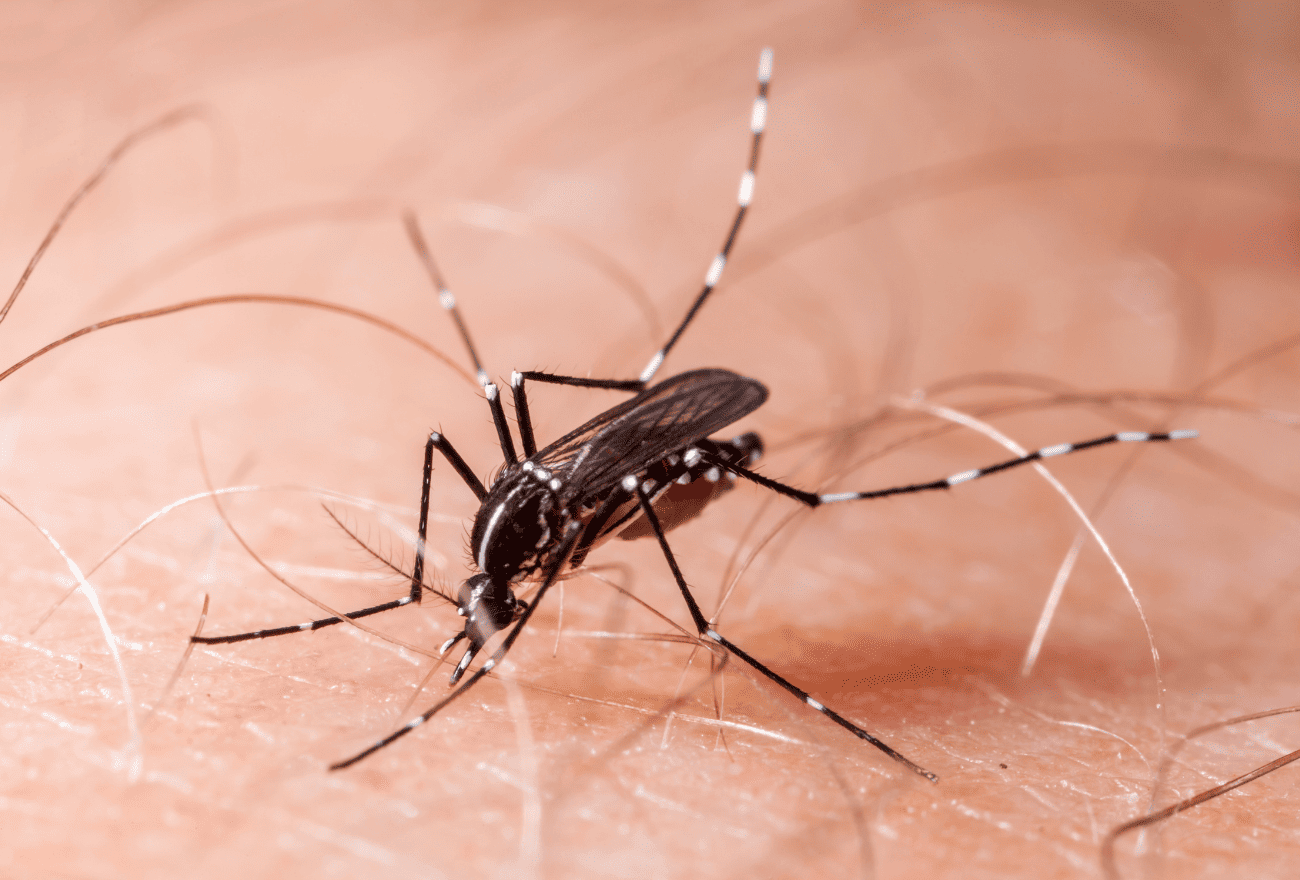 Moustique qui pique un humain en étant vecteur du Chikungunya.