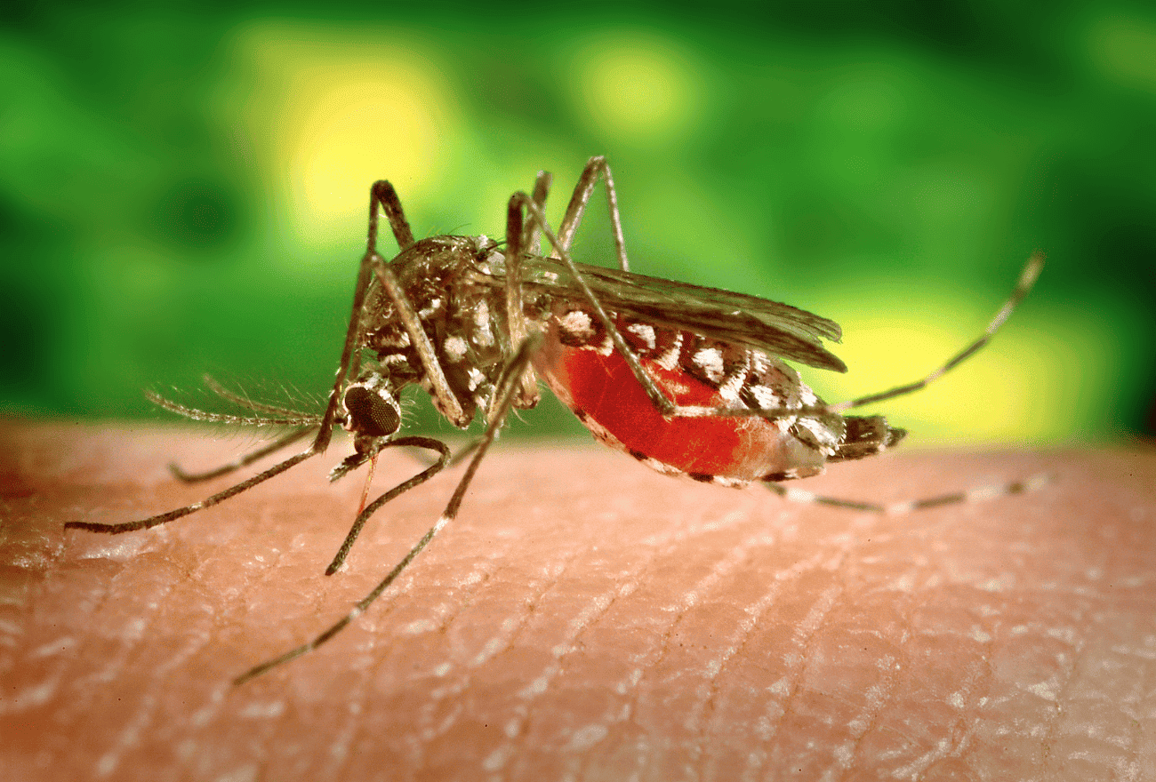 Moustique qui pique un humain et lui transmets la dengue.