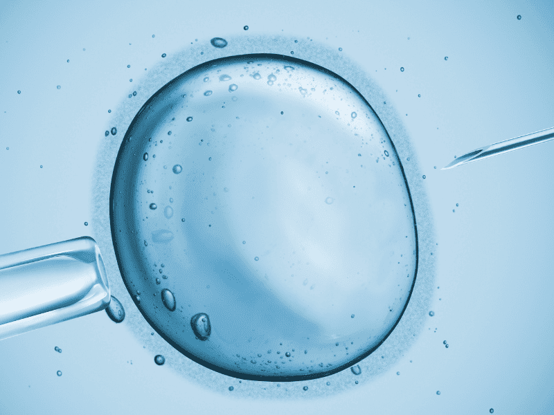 Visuel microscopique qui illustre cette thématique : FIV, dons, ovules, conservation