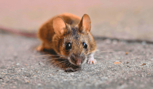 Hantavirus dépistage : test, diagnostic et risques