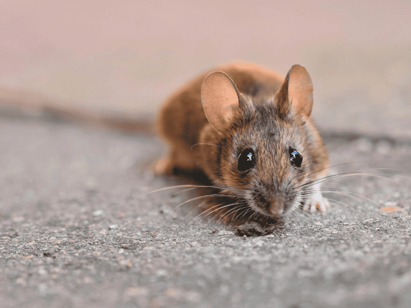 Hantavirus dépistage 1B
