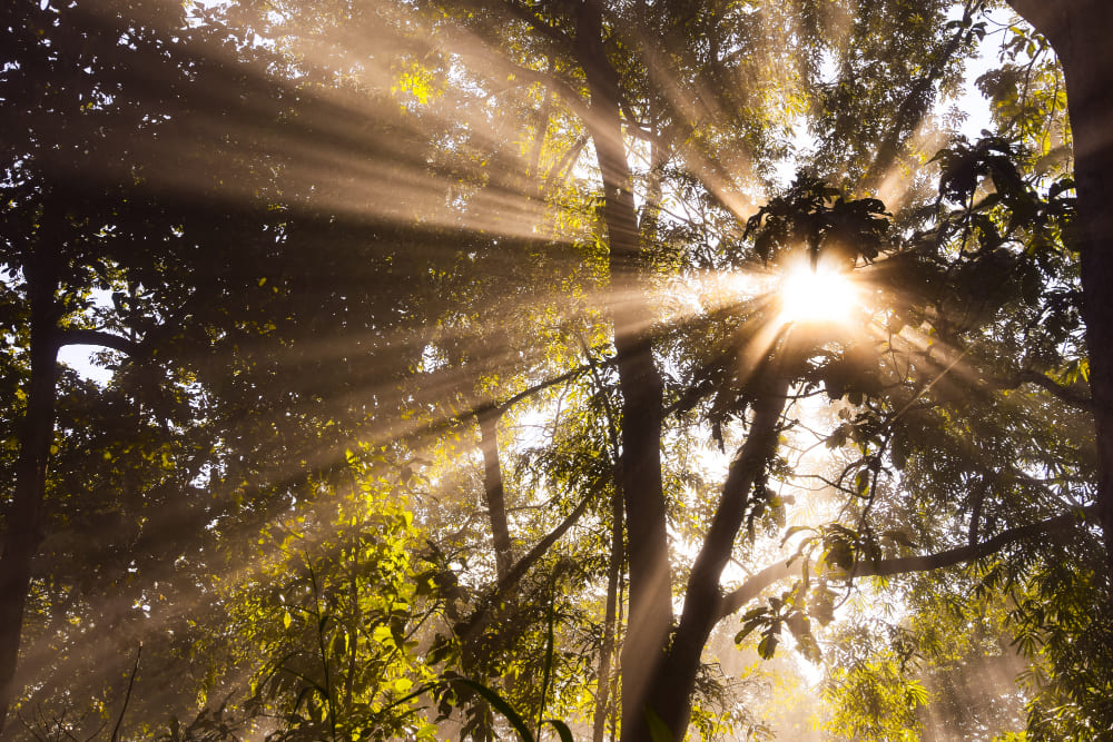 Rayons de lumière naturelle dû au soleil filtré par les arbres.