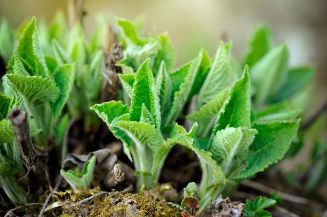 La sauge est considérée comme plante médicinale depuis l’Antiquité.