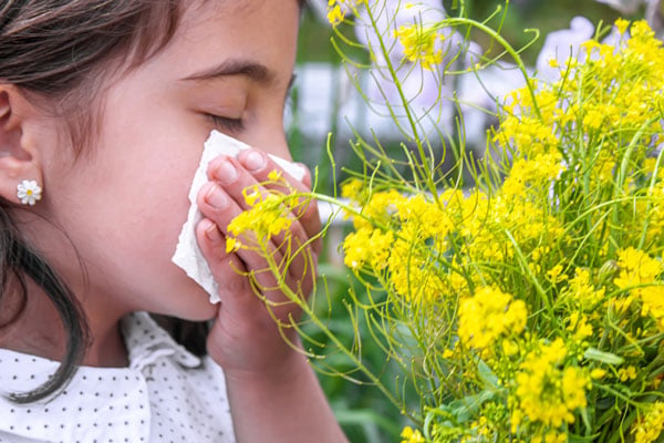 L’allergie au pollen résulte d’une inflammation des voies respiratoires 