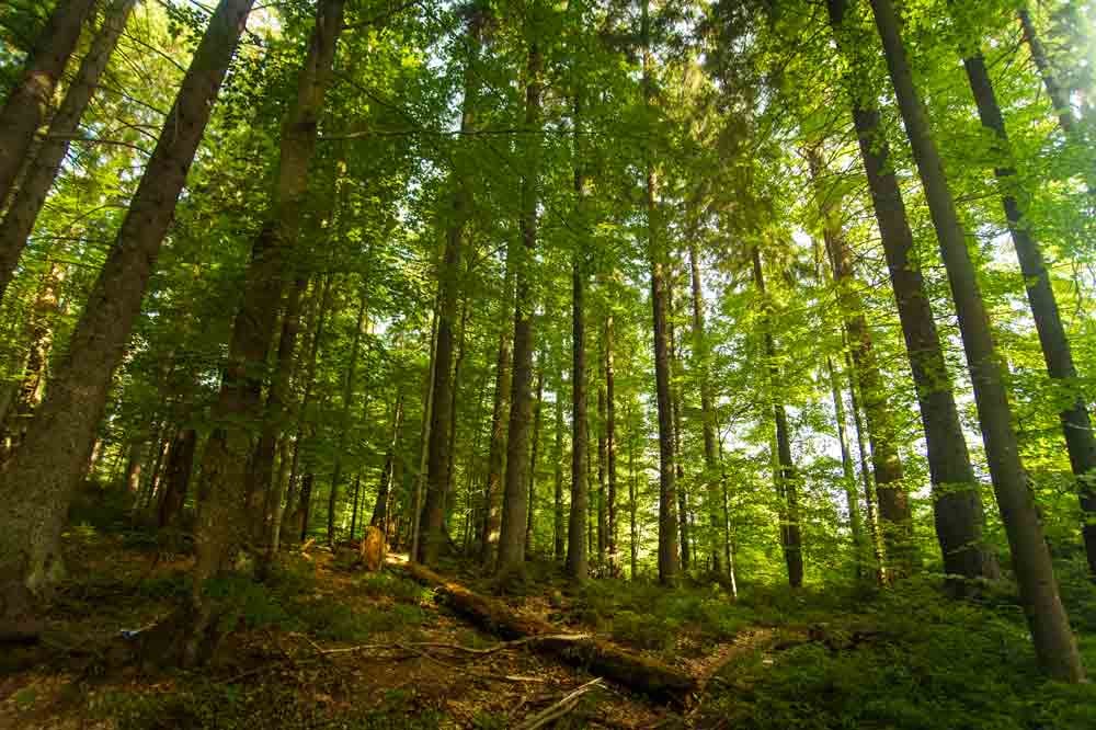 Le risque de contracter la maladie de Lyme via une tique est accru en forêt