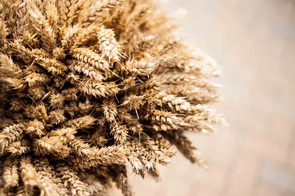 Le blé, vecteur de gluten doit être exclu de l'alimentation en cas de maladie cœliaque 