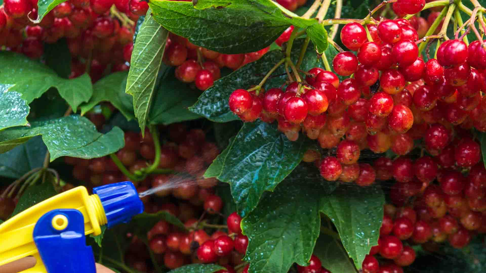 pesticides : quels effets pour la santé ?