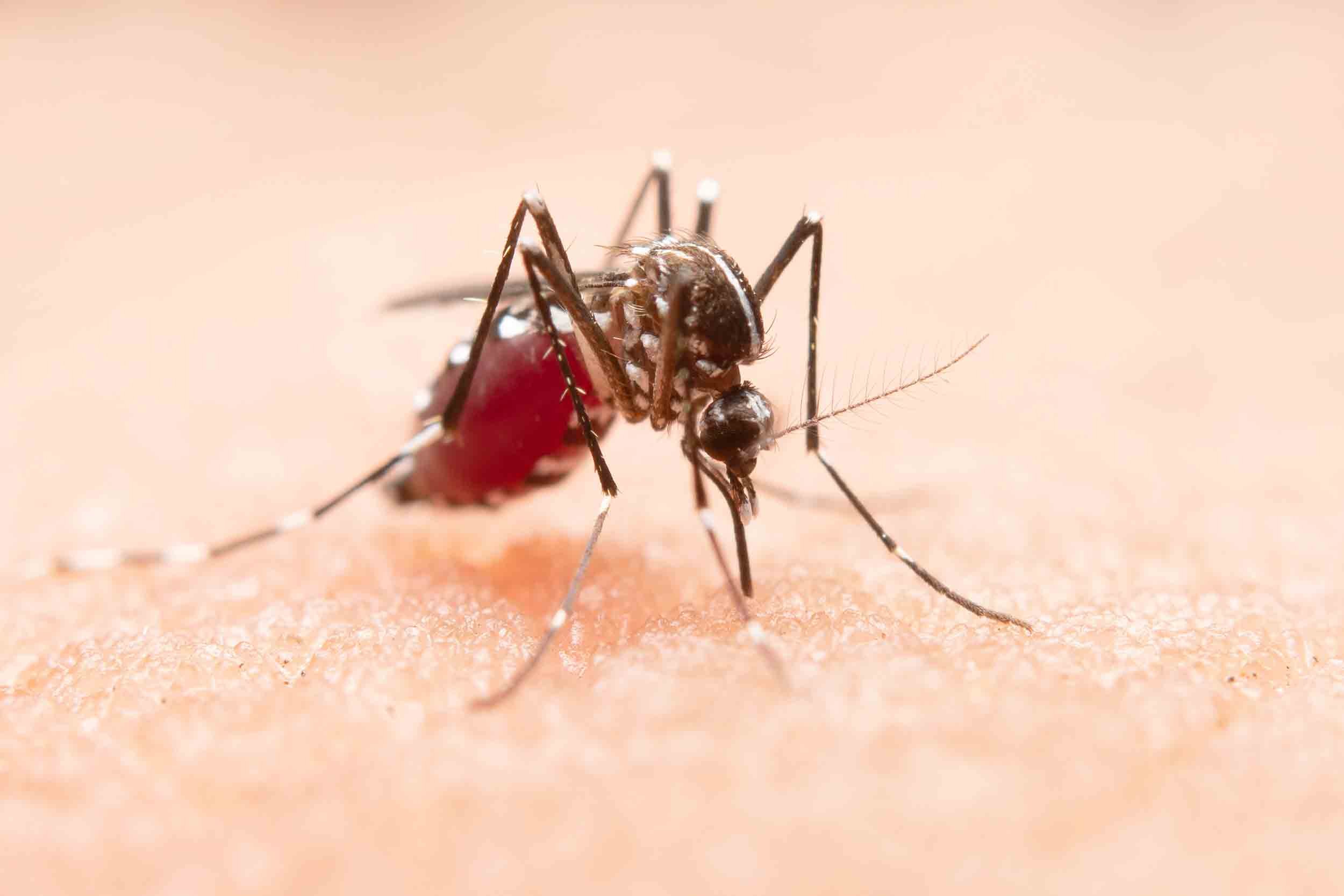 AÏE : ça pique ! Les insectes ont du mordant