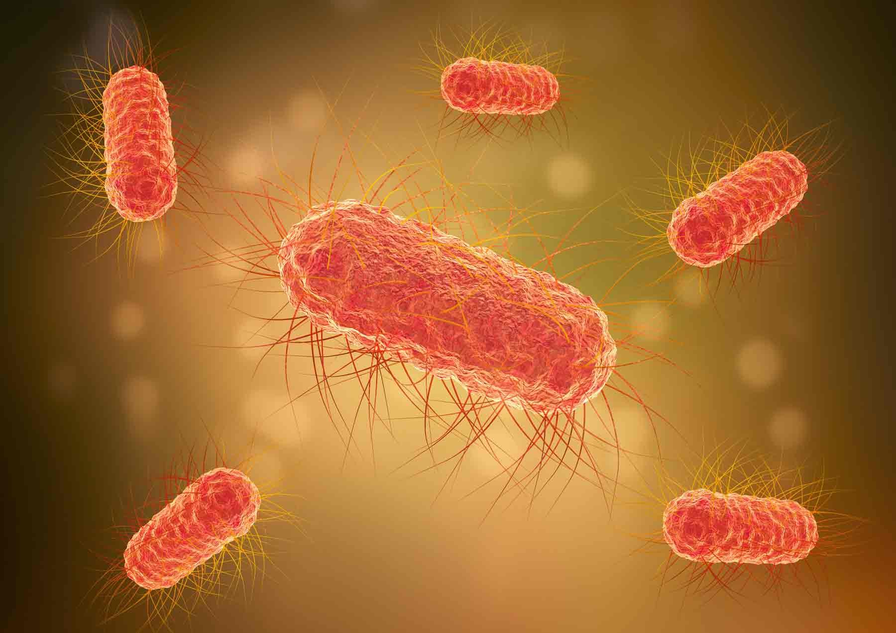 Бактерия Escherichia coli. Эшерихии риккетсии. Кишечная палочка картинки. Эшерихия виды. Кишечная палочка половым