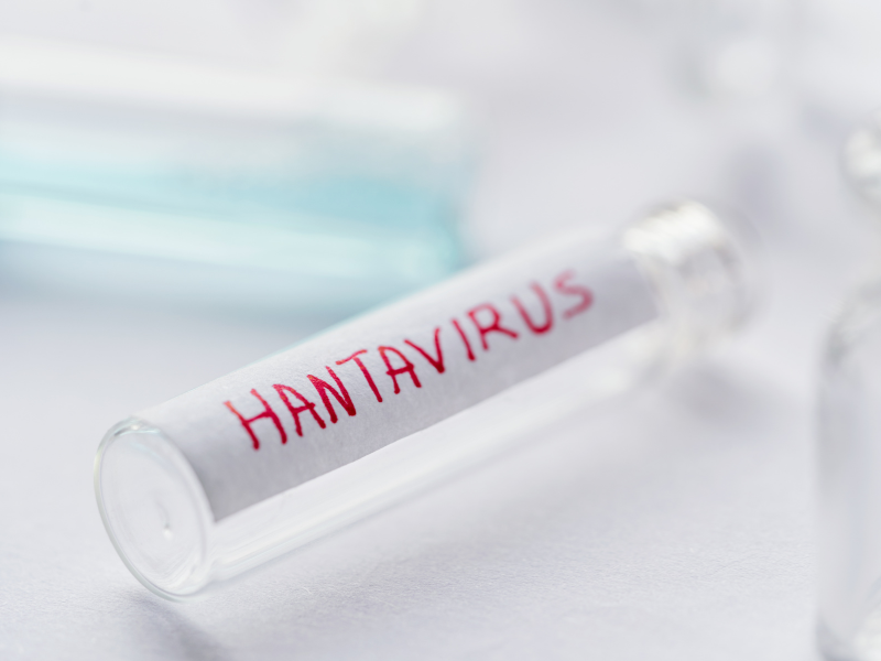 Infection à Hantavirus : symptômes, évolution et signes d’alerte