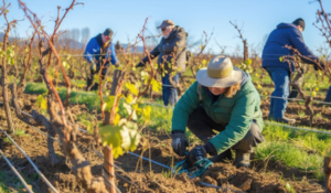 L’agriculture biodynamique se retrouve principalement en viticulture.