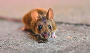 Rongeurs et hantavirus