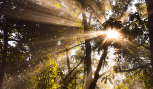 La lumière naturelle est bien plus qu'une simple source d'éclairage.