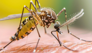 Premiers cas de moustiques-tigre porteurs de la dengue en France