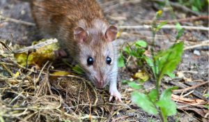Virus hantavirus : les rongeurs transmettent