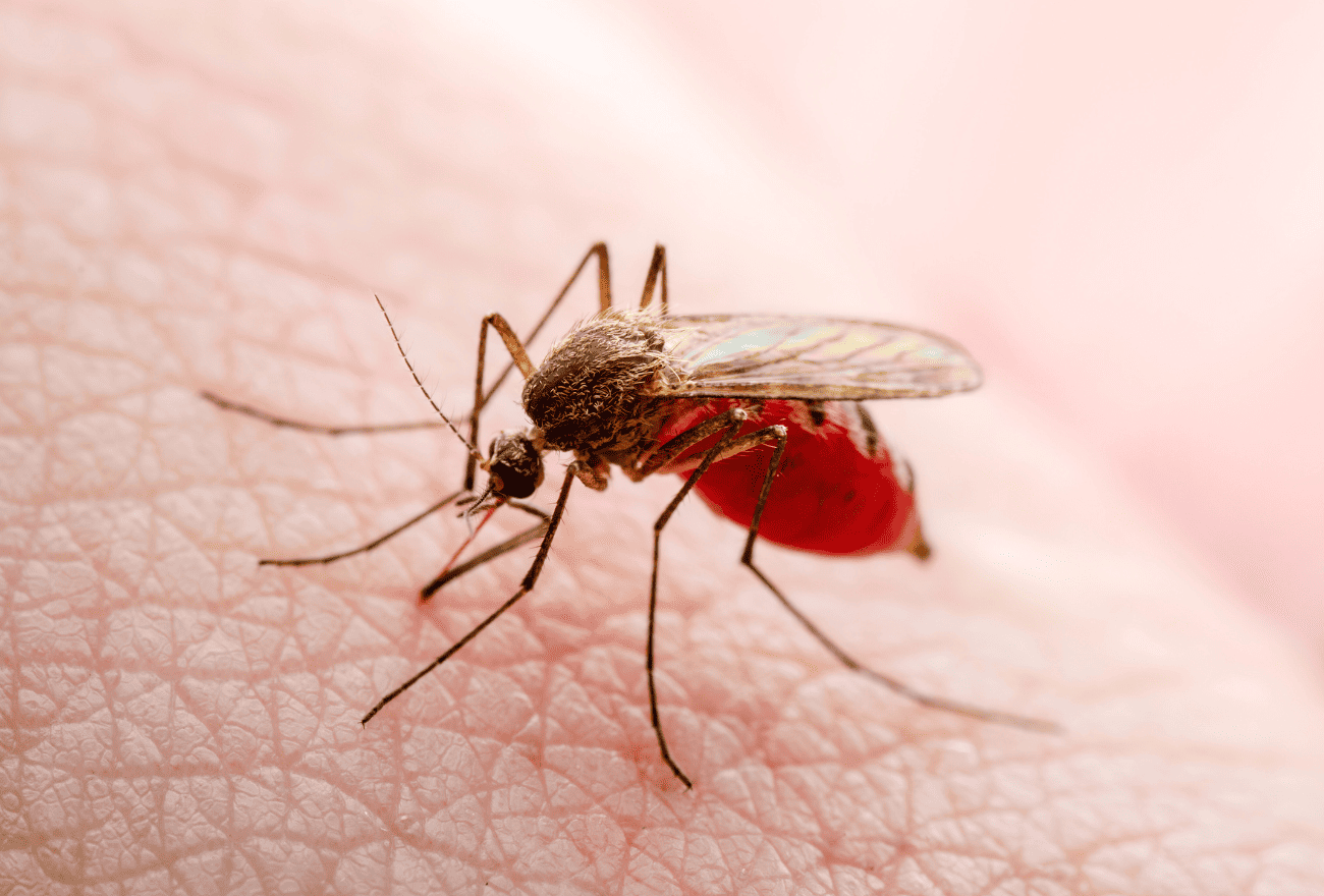 Moustique portant le Zika et le transmettant à l'humain